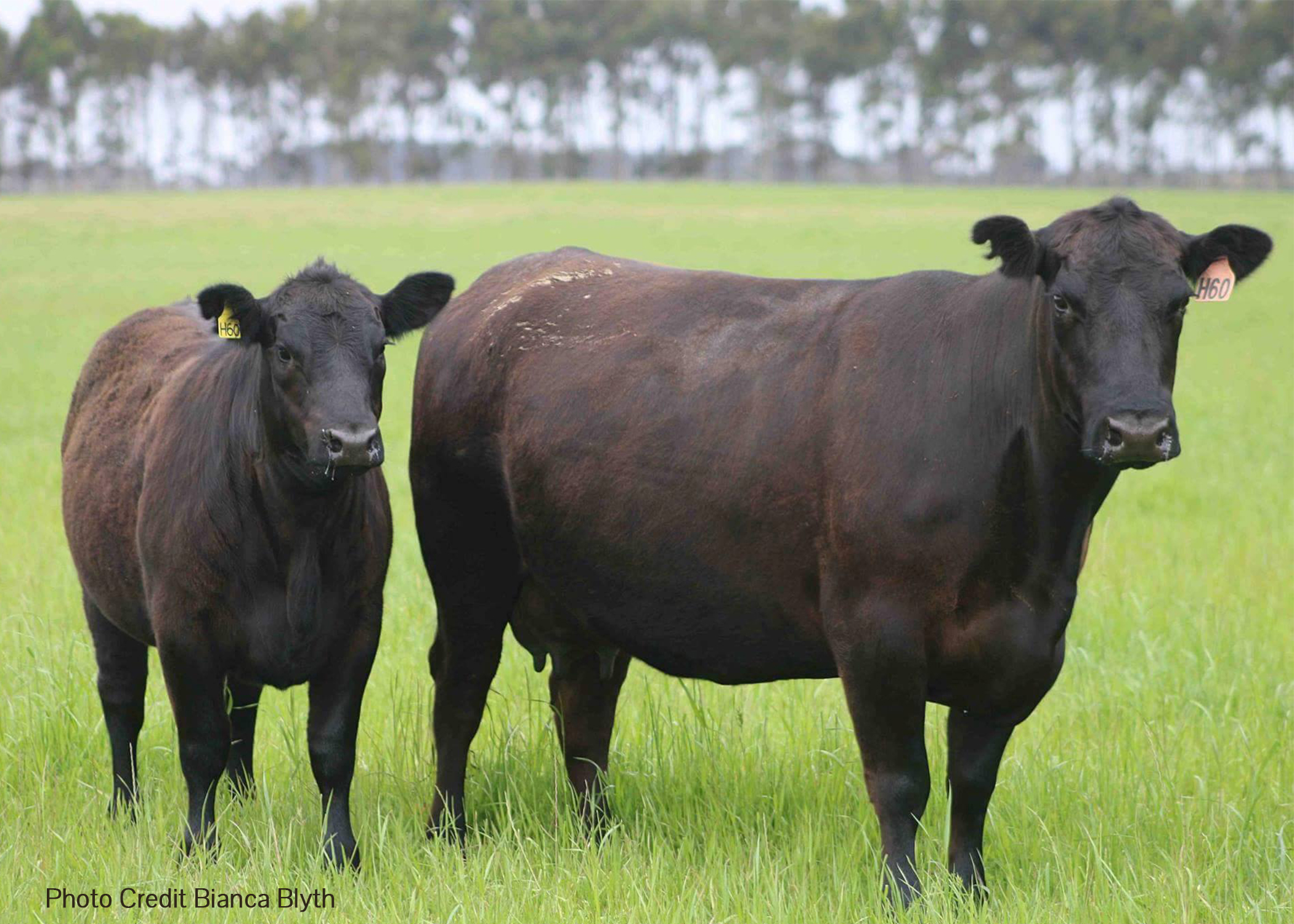 2021 Harvey Beef Gate 2 Plate Challenge Entries are open
